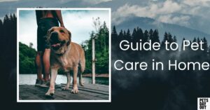 Pet Care in Home