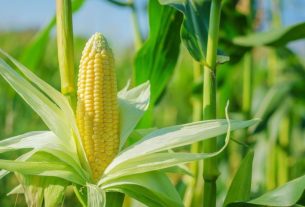 cara menanam jagung untuk pakan ternak