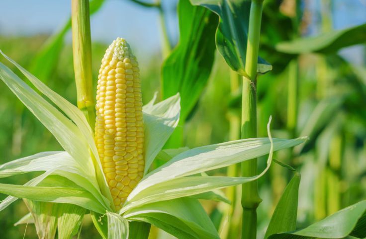 cara menanam jagung untuk pakan ternak